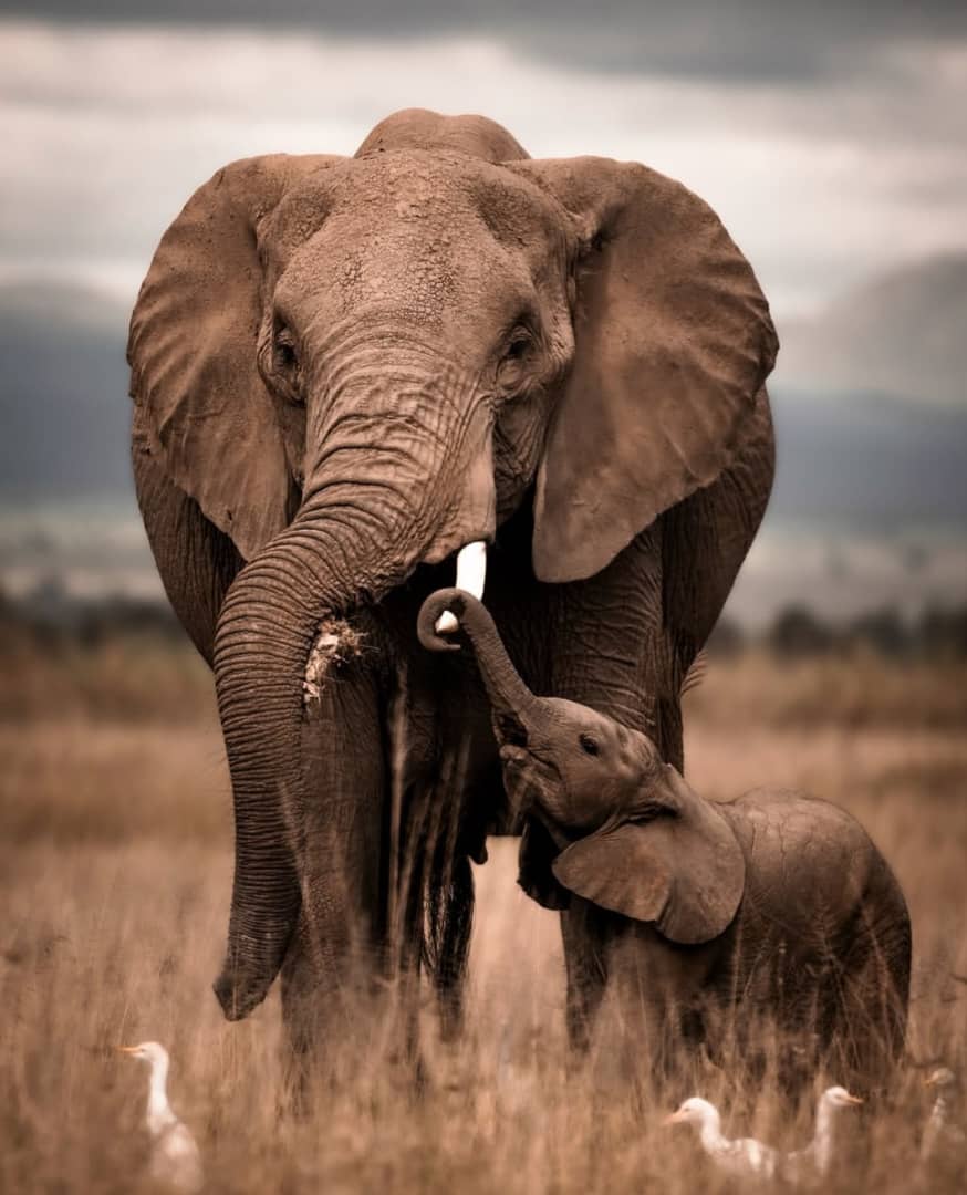 Serengeti Safari Tips